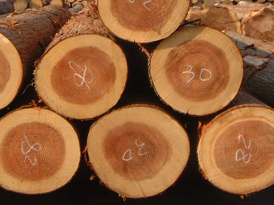 合法木材関連